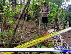 Dua Harimau Sumatra Ditemukan Mati Terjerat di Hutan Peunaron