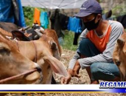 Pemkab Sampang Anggarkan Pengadaan Hewan Qurban Rp 510 Juta