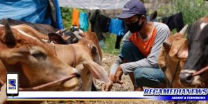 Pemkab Sampang Anggarkan Pengadaan Hewan Qurban Rp 510 Juta