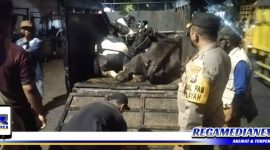 Caption: Kapolsek Semampir bersama Satgas PMK saat razia pengangkutan sapi ke RPH Pagirian Surabaya.