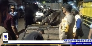 Cegah PMK, Polsek Semampir Razia Pengangkutan Sapi Ke RPH