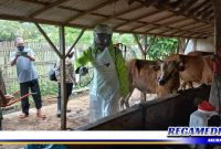 Caption: Kapolsek Pangarengan (Ipda Sujiyono), tengah menyemprotkan cairan disinfektan di kandang hewan ternak sapi milik warga.
