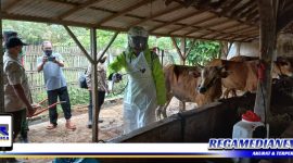Caption: Kapolsek Pangarengan (Ipda Sujiyono), tengah menyemprotkan cairan disinfektan di kandang hewan ternak sapi milik warga.