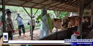 Tiga Pilar Pangarengan Kompak Cegah Penyebaran Wabah PMK