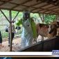 Caption: Kapolsek Pangarengan (Ipda Sujiyono), tengah menyemprotkan cairan disinfektan di kandang hewan ternak sapi milik warga.