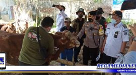 Caption: Kapolsek Mulyorejo (Kompol Ardi Purboyo) saat cek langsung di tempat penjualan hewan qurban.