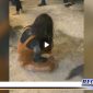 Caption: screen shot video viral dugaan penganiayaan di wilayah Sokobanah, Sampang.