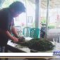 Caption: proses pengolahan sayur pangi.
