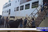 Caption: aktivitas persiapan pengiriman hewan ternak sapi dan kambing.