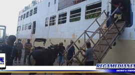 Caption: aktivitas persiapan pengiriman hewan ternak sapi dan kambing.
