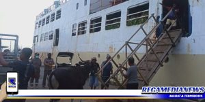 191 Ekor Hewan Ternak Dari Gorontalo Dikirim Ke Tarakan