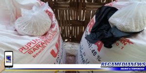 Kios di Sampang Berulah, Petani Dipersulit Beli Pupuk Subsidi