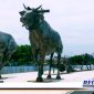 Caption: tampak tiga pasang karapan sapi terpasang di proyek pembangunan taman Trunojoyo Sampang, (Doc: Muadi/RMN). 