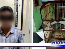 Kepergok Nyolong Burung, Warga Sampang Ditangkap Polsek Asemrowo