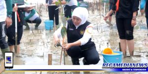 Tanam Mangrove, Cara Khofifah Ajak Warga Sampang Sedekah Oksigen