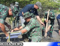 Cegah Abrasi, Kodim 0107 Asel Tanam  Pohon Mangrove