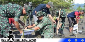 Cegah Abrasi, Kodim 0107 Asel Tanam  Pohon Mangrove