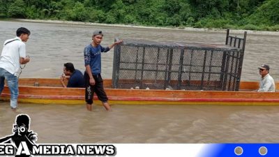 Forkopimda Aceh Selatan Kirimkan Perangkap Harimau