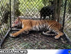 Harimau Sumatera Masuk Perangkap di Aceh Selatan