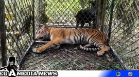 Caption: harimau Sumatera masuk kandang perangkap di kawasan Hutan Simpali. (Foto/AE) 