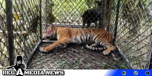 Harimau Sumatera Masuk Perangkap di Aceh Selatan