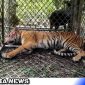Caption: harimau Sumatera masuk kandang perangkap di kawasan Hutan Simpali. (Foto/AE) 