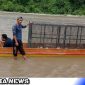 Caption: saat pengiriman Perangkap Harimau (foto/amr) 