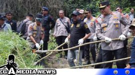 Caption: Kapolda Aceh Irjen Ahmad Haydar musnahkan ganja siap panen, (dok. Asmar Regamedianews).