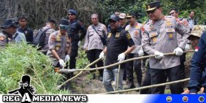 43 Hektar Ladang Ganja Aceh Siap Panen Dimusnahkan