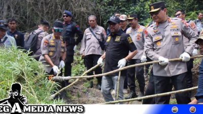 43 Hektar Ladang Ganja Aceh Siap Panen Dimusnahkan