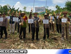 UTM Panen Raya Program Klaster Jagung Madura