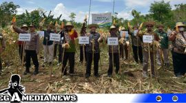 Caption: Panen Raya Jagung Madura 3 Program Klaster Jagung Madura Tahun 2023 di Desa Moncek Timur Kecamatan Lenteng Kabupaten Sumenep.