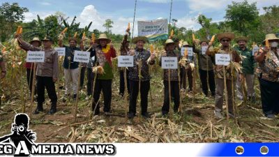 UTM Panen Raya Program Klaster Jagung Madura