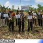 Caption: Panen Raya Jagung Madura 3 Program Klaster Jagung Madura Tahun 2023 di Desa Moncek Timur Kecamatan Lenteng Kabupaten Sumenep.