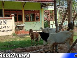 SDN Madulang 2 Sampang Terancam Jadi Lahan Hewan Ternak