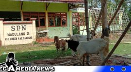 Caption: hewan ternak milik warga yang mengklaim lahan SDN Madulang 2 Omben Sampang bebas berkeliaran, (dok. regamedianews).