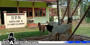 SDN Madulang 2 Sampang Terancam Jadi Lahan Hewan Ternak