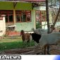 Caption: hewan ternak milik warga yang mengklaim lahan SDN Madulang 2 Omben Sampang bebas berkeliaran, (dok. regamedianews).
