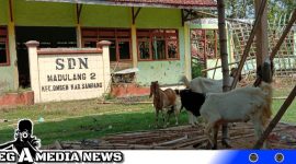 Caption: hewan ternak peliharaan pemilik lahan bebas berkeliaran di SDN Madulang 2, (dok. regamedianews).