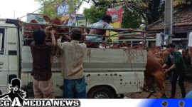 Caption: aktivitas para pedagang sapi saat pasaran hewan di Pasar Bringkoning Banyuates (dok. regamedianews).