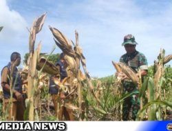 Dongkrak Pertanian, Tingkatkan Ekonomi Petani Aceh Selatan