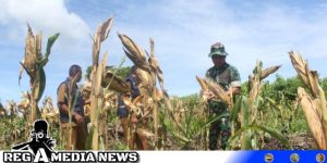 Dongkrak Pertanian, Tingkatkan Ekonomi Petani Aceh Selatan