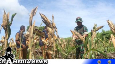 Dongkrak Pertanian, Tingkatkan Ekonomi Petani Aceh Selatan