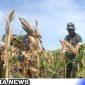 Caption: Dandim Aceh Selatan saat panen jagung di Desa Rakit, Kecamatan Trumon, (dok. regamedianews).