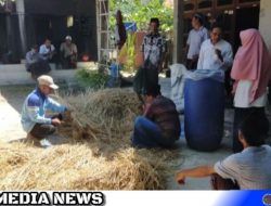 Kemarau, Petani Sampang Bisa Manfaatkan Limbah Tani