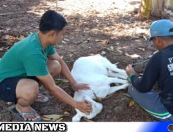 PWI Bangkalan Berbagi Daging Qurban