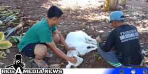 PWI Bangkalan Berbagi Daging Qurban