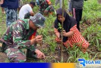 Caption: aksi penanaman bibit pohon yang dilakukan prajurit Kodim Gorut bersama masyarakat, (dok. Kodim 1314 Gorut). 