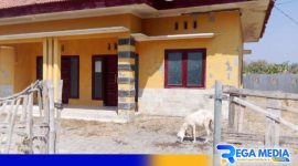 Caption: Polindes Panglegur terbengkalai, tampak dijadikan tempat mengembala kambing, (dok. regamedianews). 