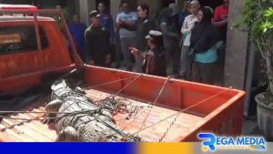 Warga Bangkalan Dihebohkan Penemuan Buaya